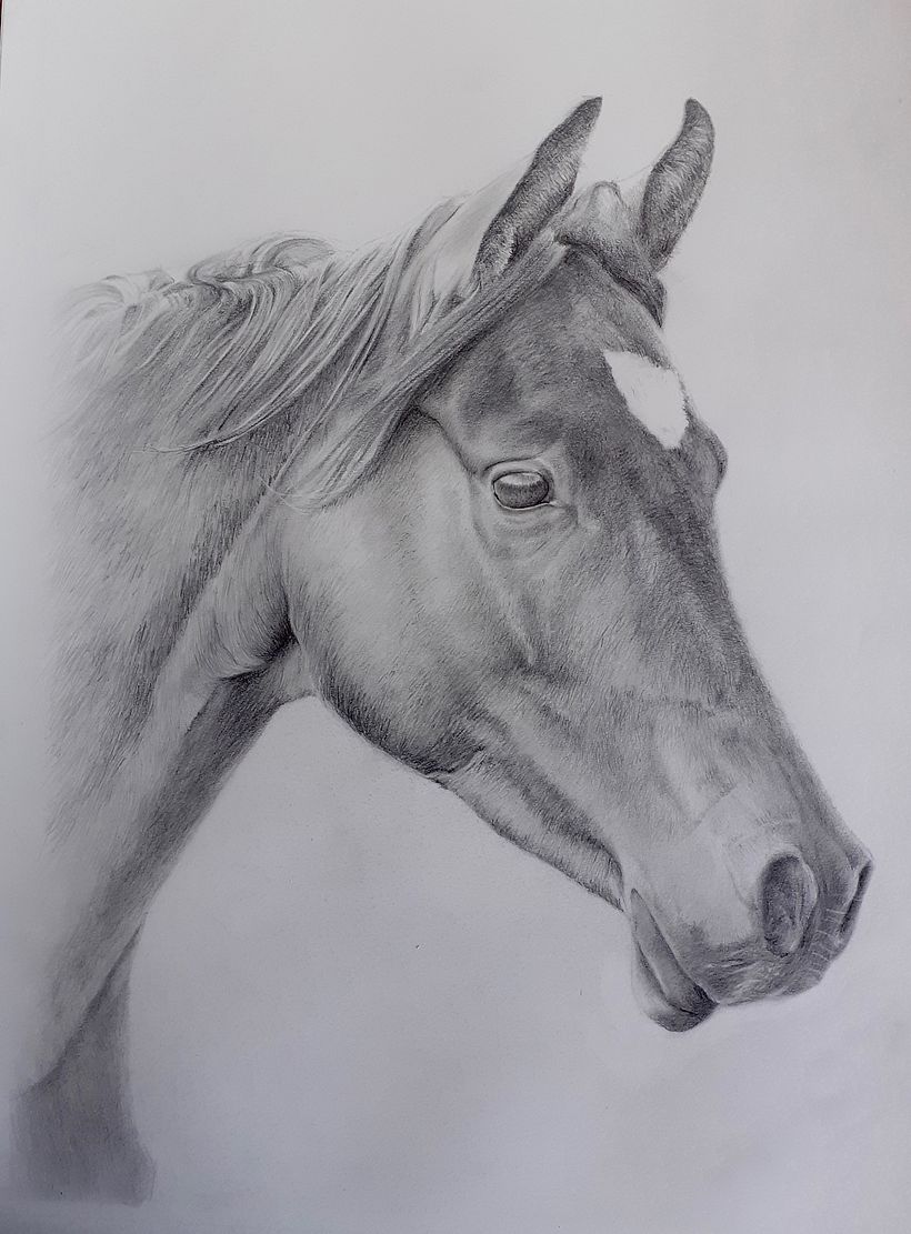 Mon projet du cours : Images réalistes de la faune au crayon graphite 3
