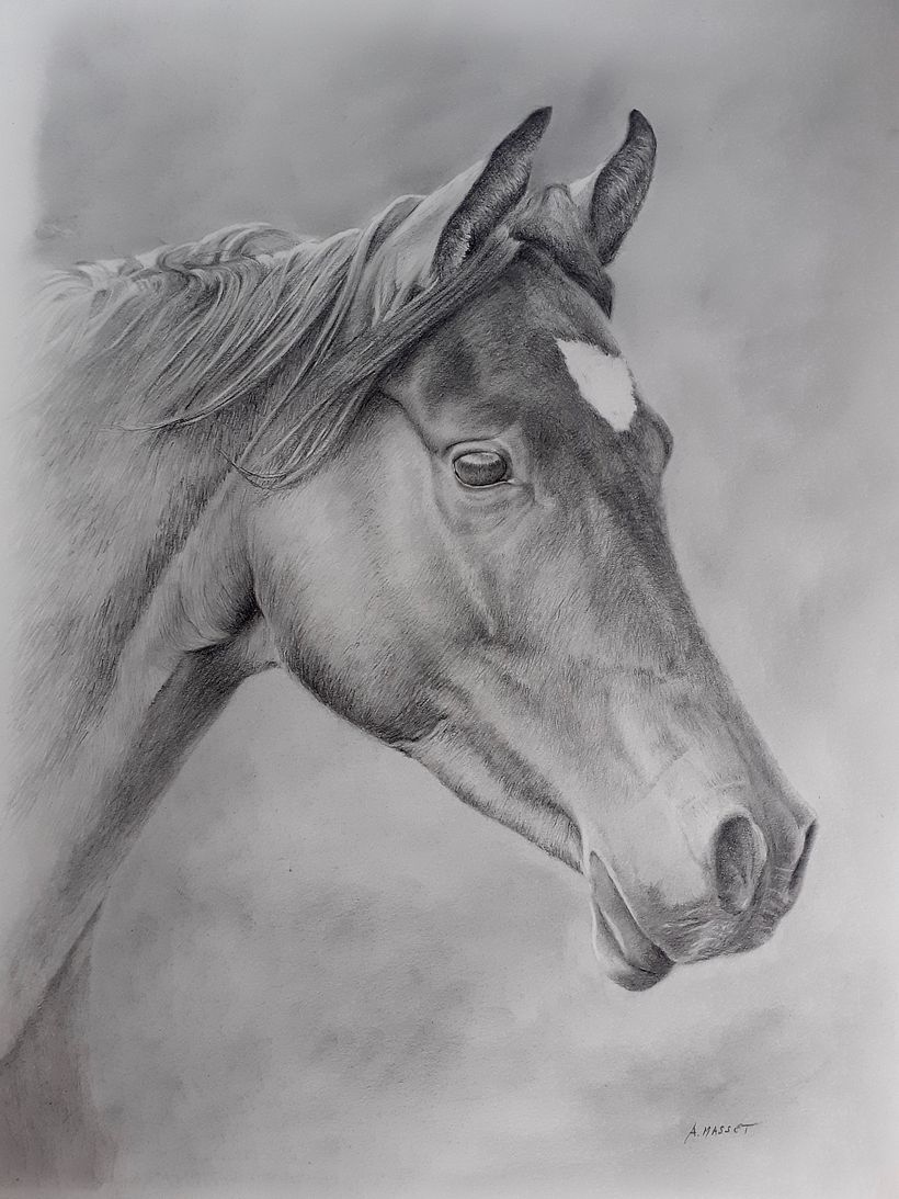 Mon projet du cours : Images réalistes de la faune au crayon graphite 1