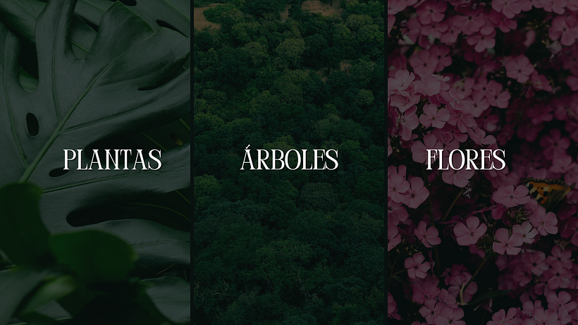 Vivero Presentación - Branding et identité