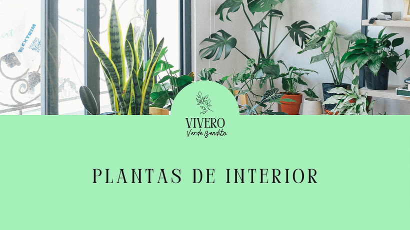 Vivero Presentación - Branding et identité