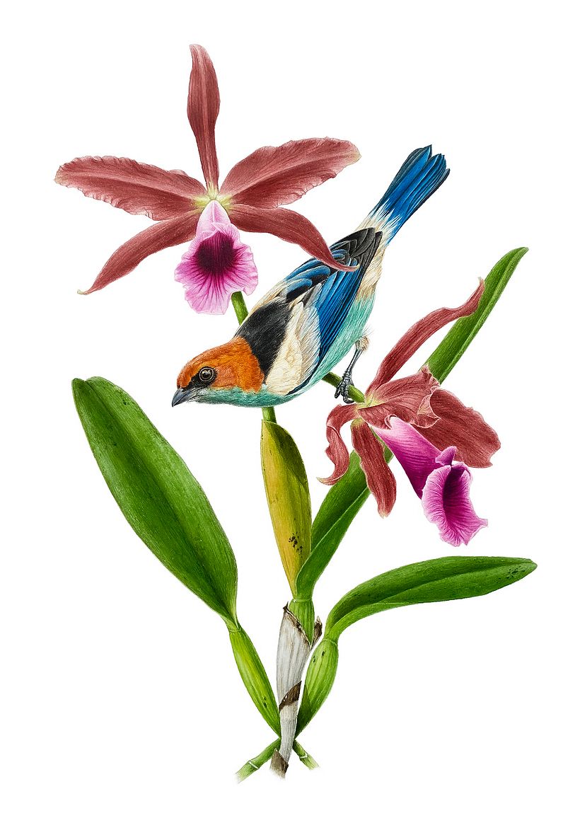 Black-backed tanager / Saíra-sapucaia - Ilustración tradicional