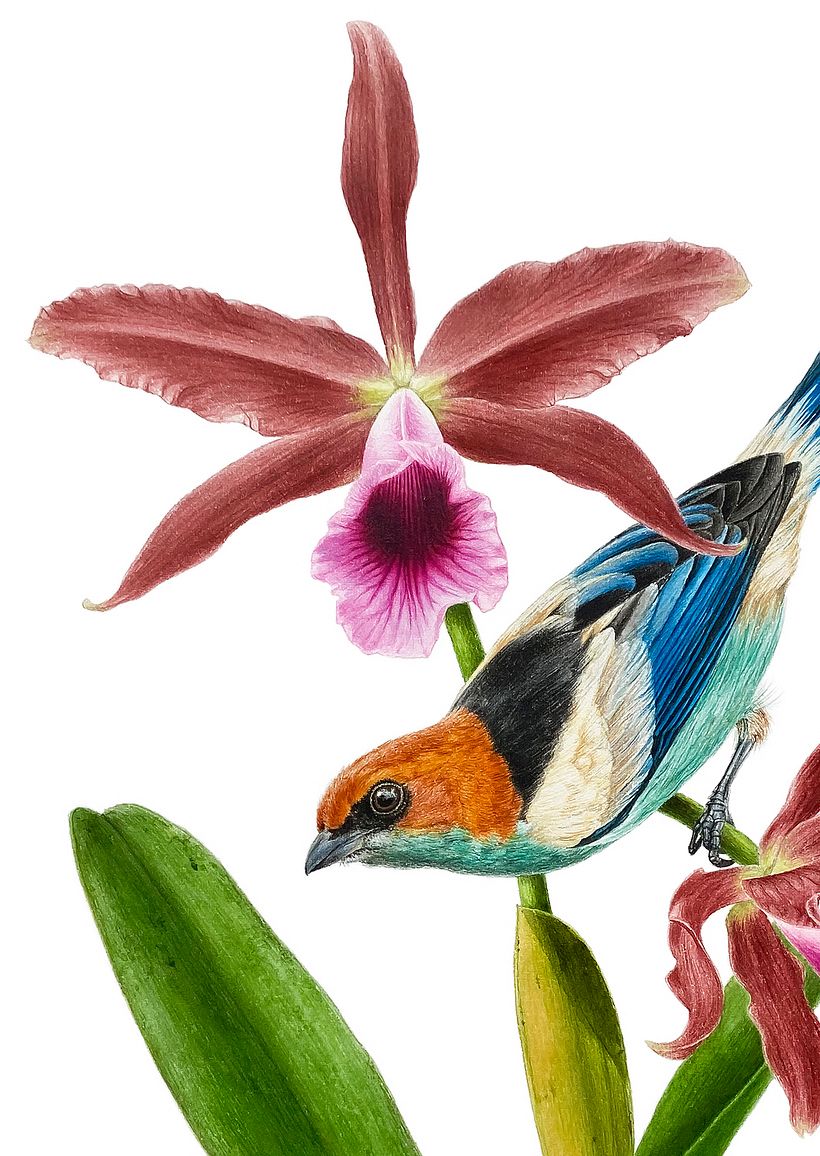 Black-backed tanager / Saíra-sapucaia - Ilustración tradicional