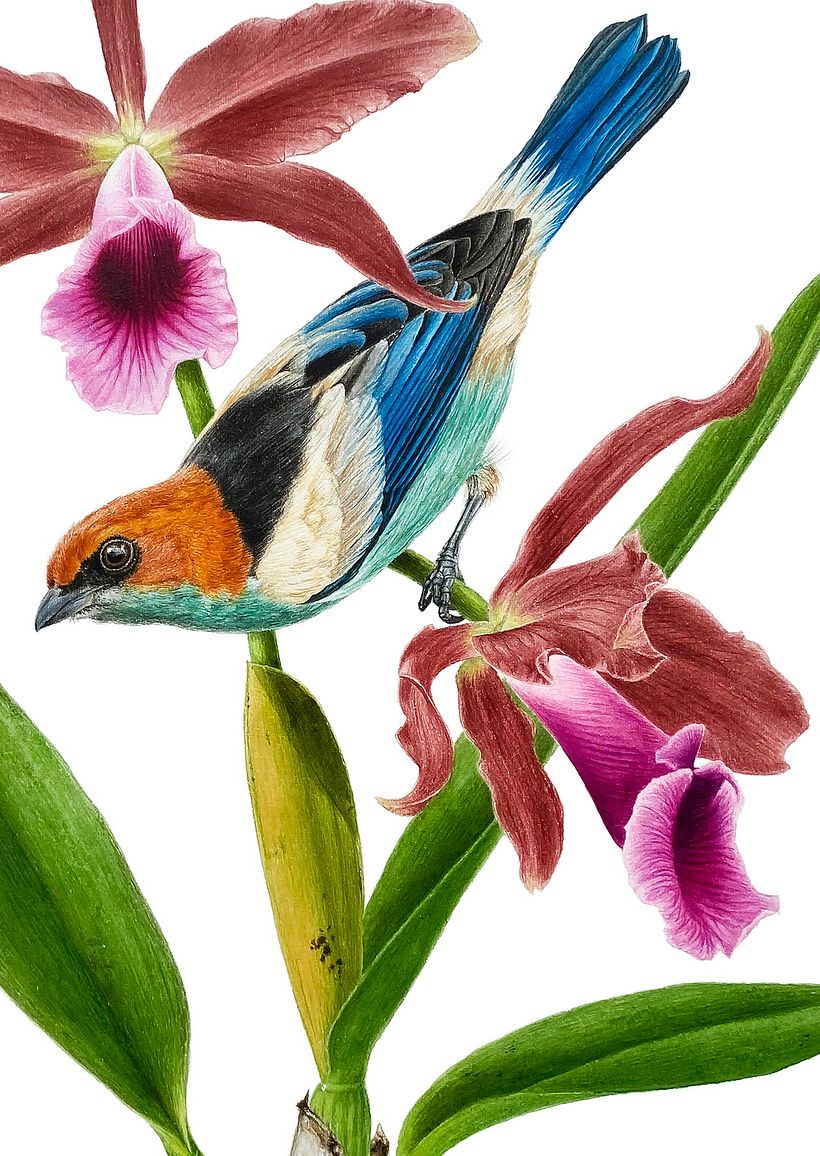 Black-backed tanager / Saíra-sapucaia - Ilustración tradicional