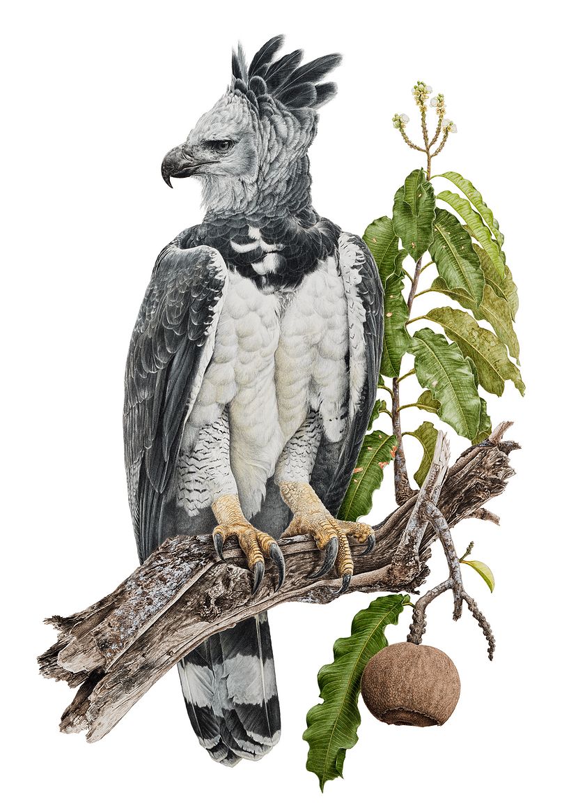 Harpy-eagle / Harpia 2