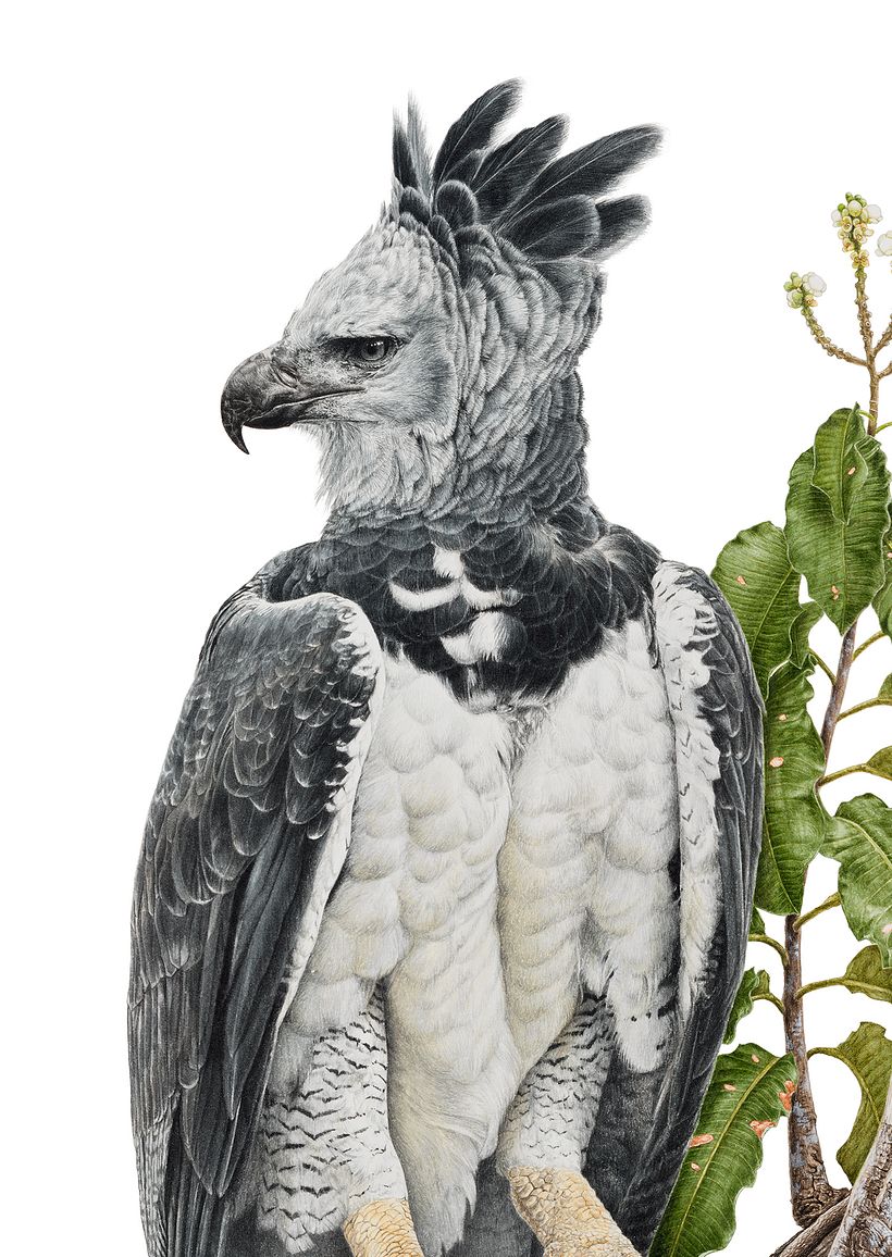 Harpy-eagle / Harpia 3