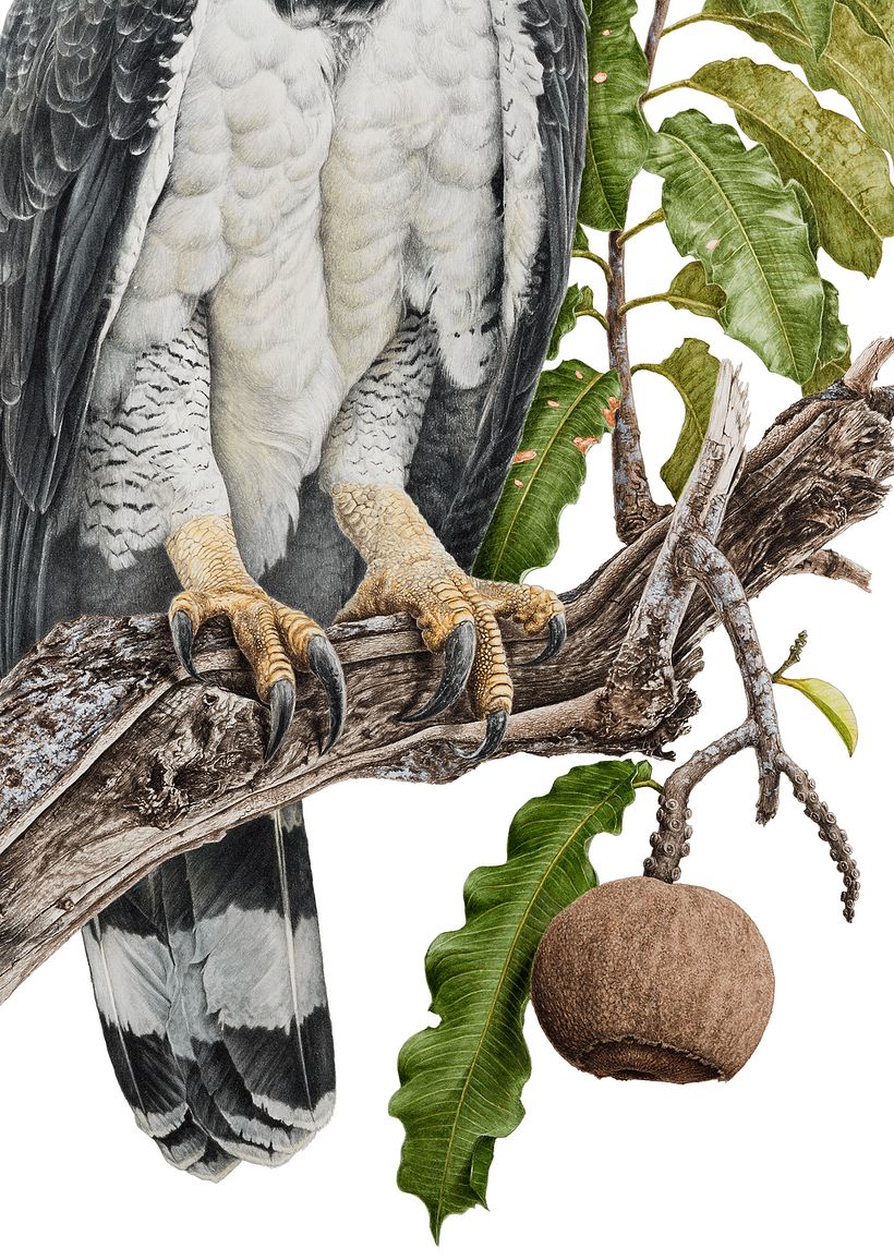 Harpy-eagle / Harpia 4