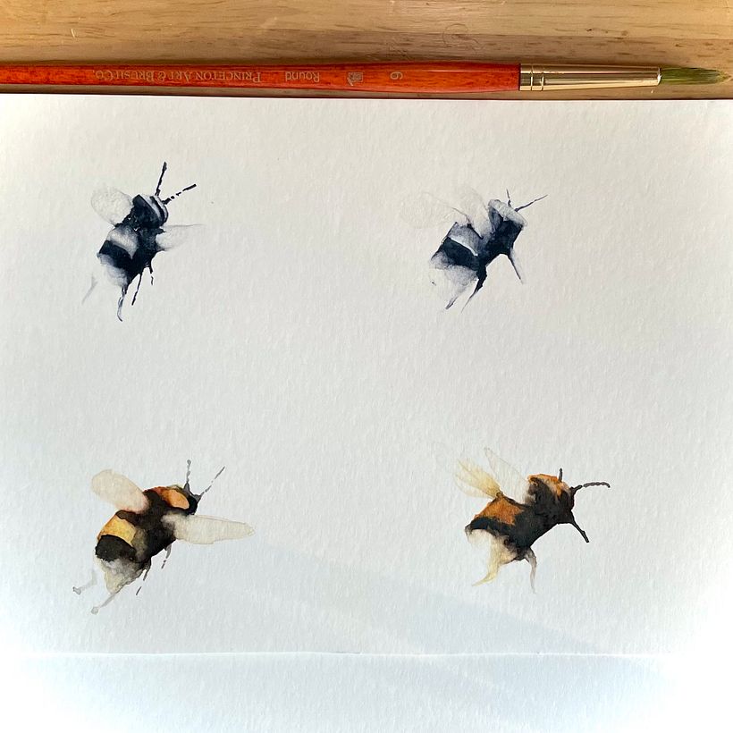 My project for course: Illustrating the Natural World with Watercolor and Charcoal 7