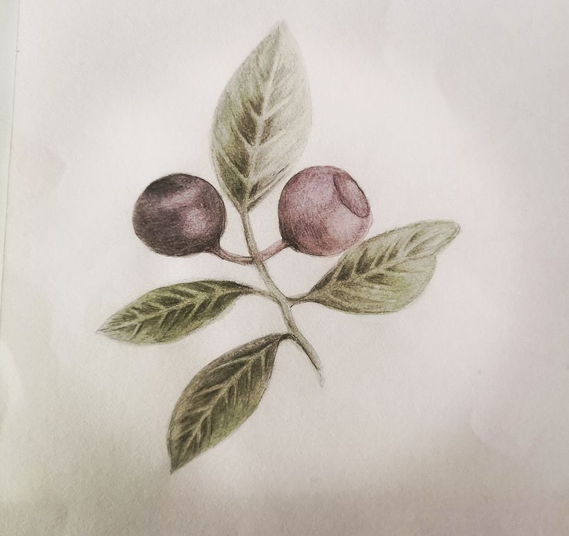 My project for course: Botanical Illustration with Watercolors 6