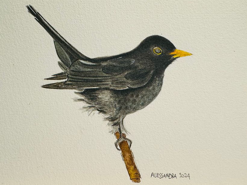 🐦‍⬛  1