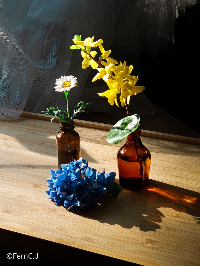 My project for course: Botanical Still Life Photography 2