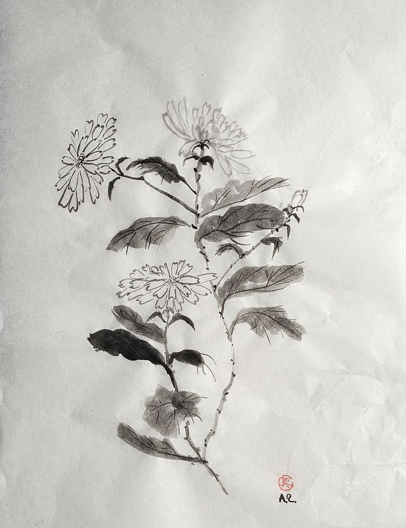 Chrysanthemum