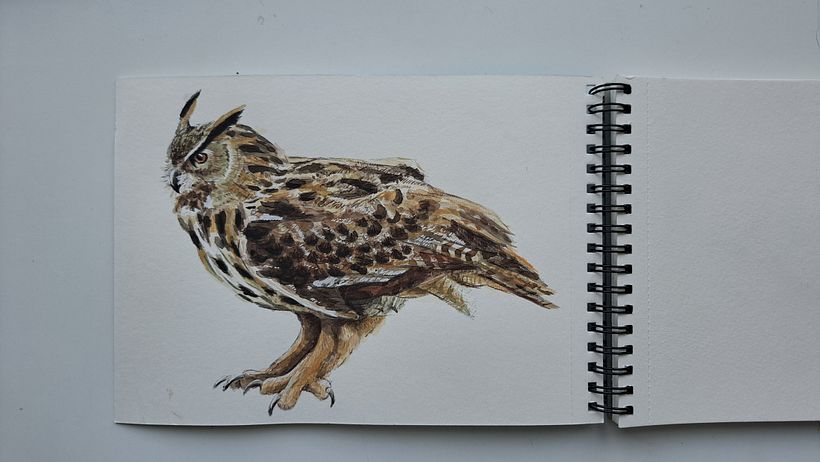 My project for course: Naturalist Bird Illustration with Watercolors 1