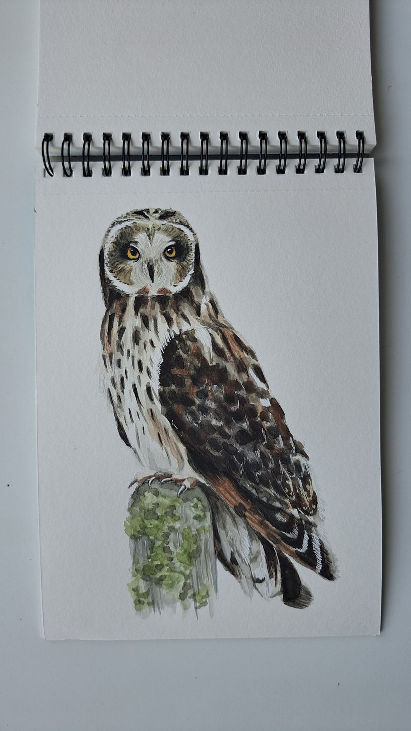 My project for course: Naturalist Bird Illustration with Watercolors 2