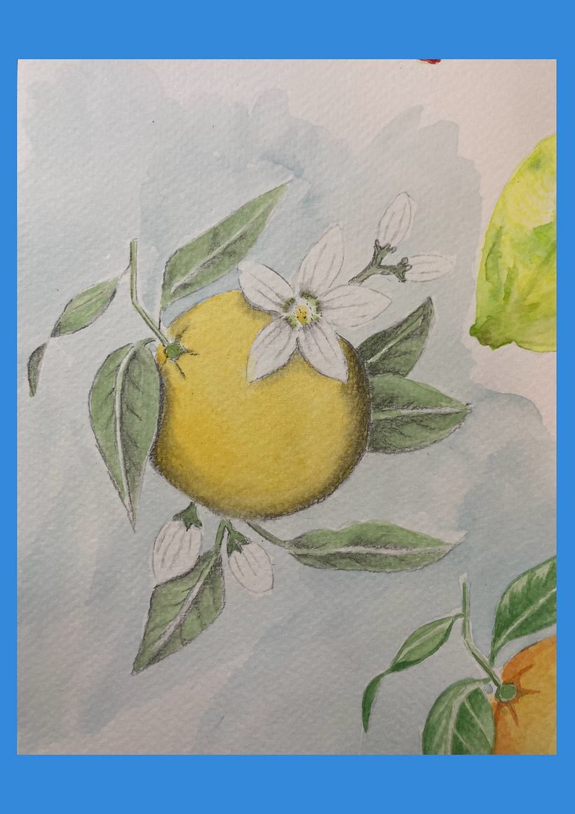 Illustration botanique à l’aquarelle projet final 1
