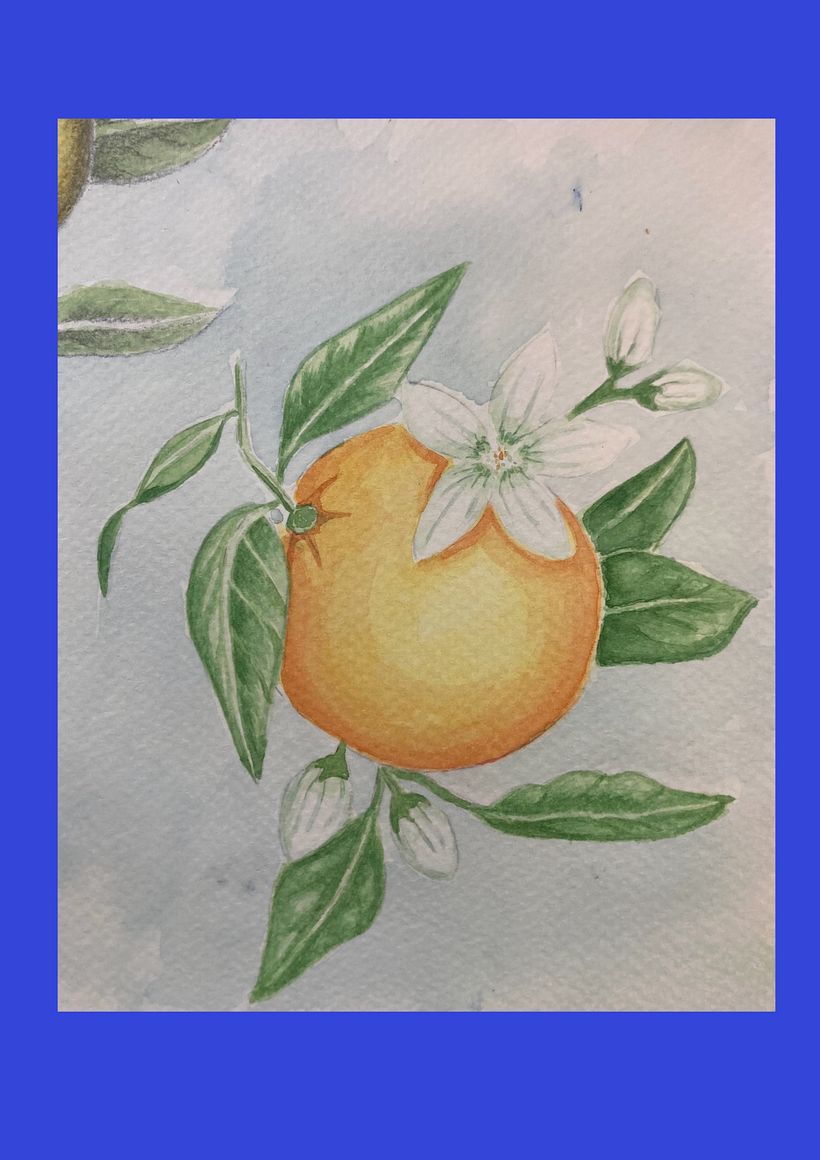 Illustration botanique à l’aquarelle projet final 2