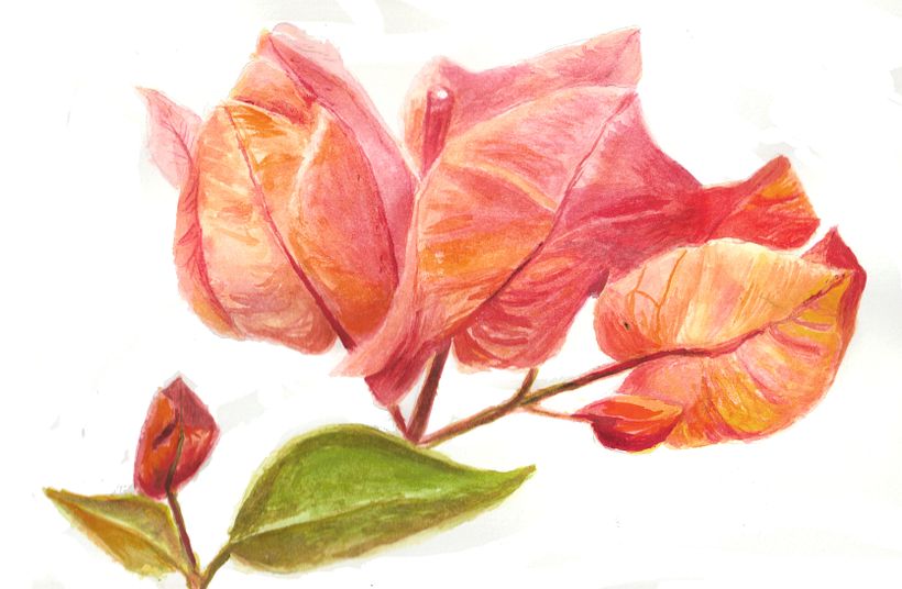 My project for course: Botanical Watercolor Illustration: Cross-hatching Technique 3