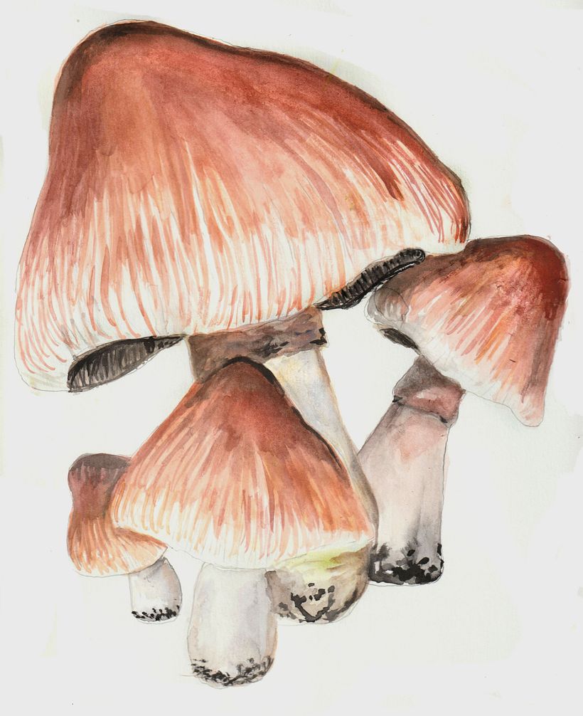 My project for course: Botanical Watercolor Illustration: Cross-hatching Technique 4