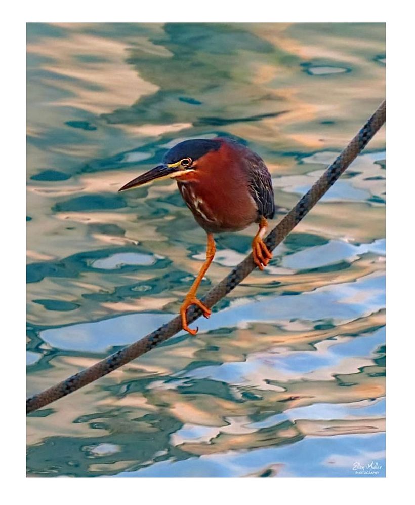 Green Heron: The inspiration photo by Ellen Muller