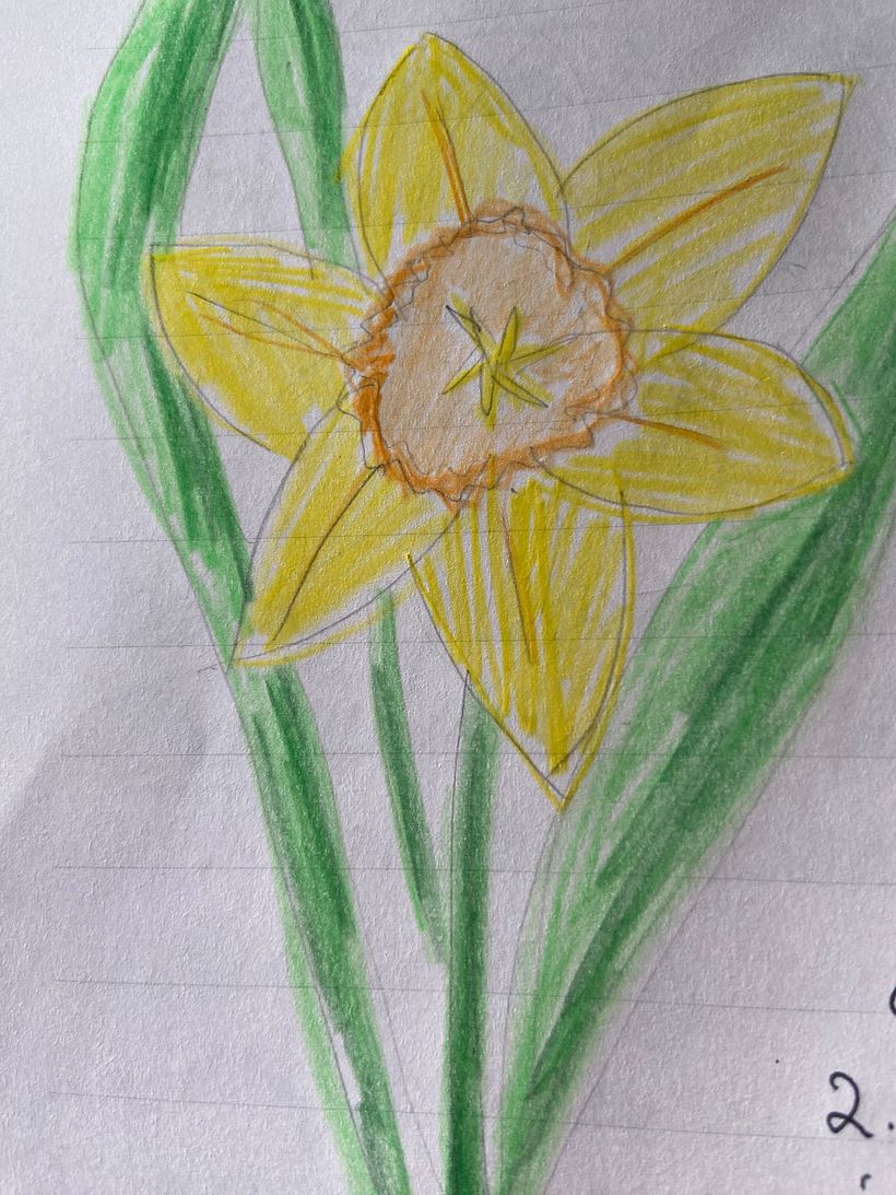 Spring daffodil