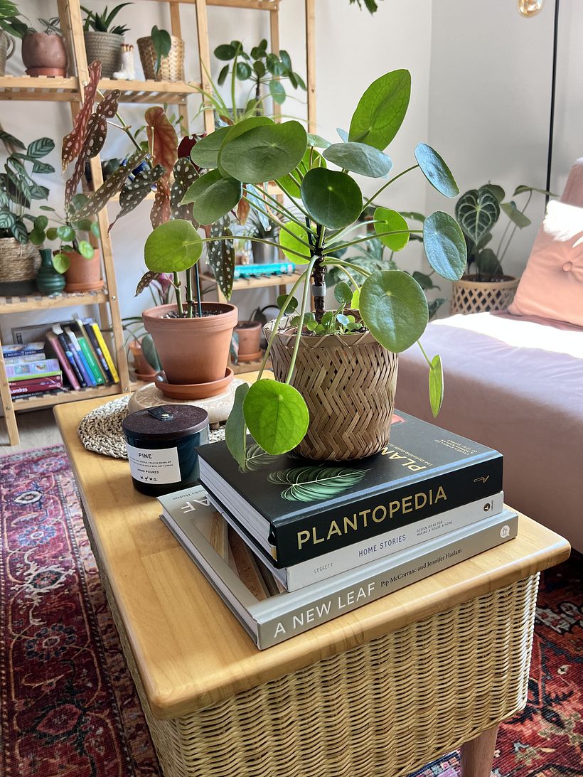 My project for course: Home Styling and Decoration with Plants 3