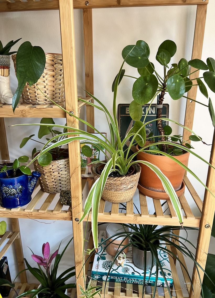 My project for course: Home Styling and Decoration with Plants 5