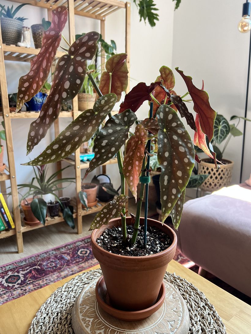 My project for course: Home Styling and Decoration with Plants 7