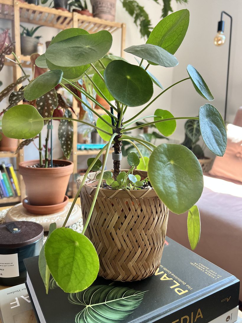 My project for course: Home Styling and Decoration with Plants 8