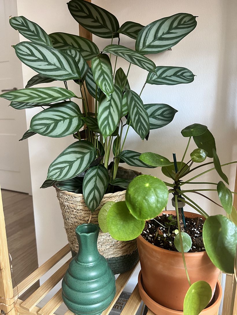 My project for course: Home Styling and Decoration with Plants 10