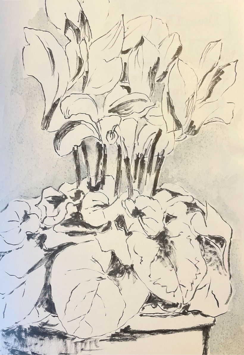 Day 12  CYCLAMEN  (draw a plant from life)