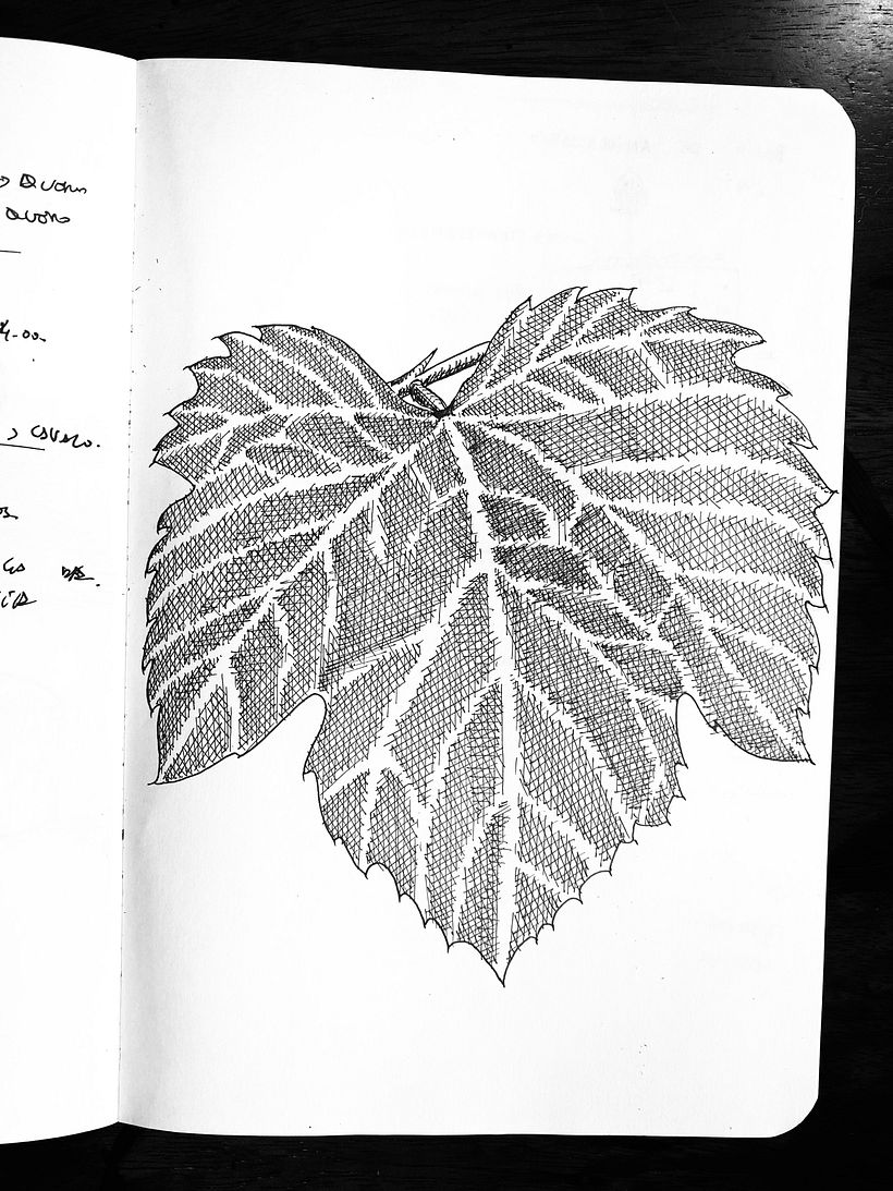 Meu projeto do curso: Ilustração botânica: do caderno à arte-final 4