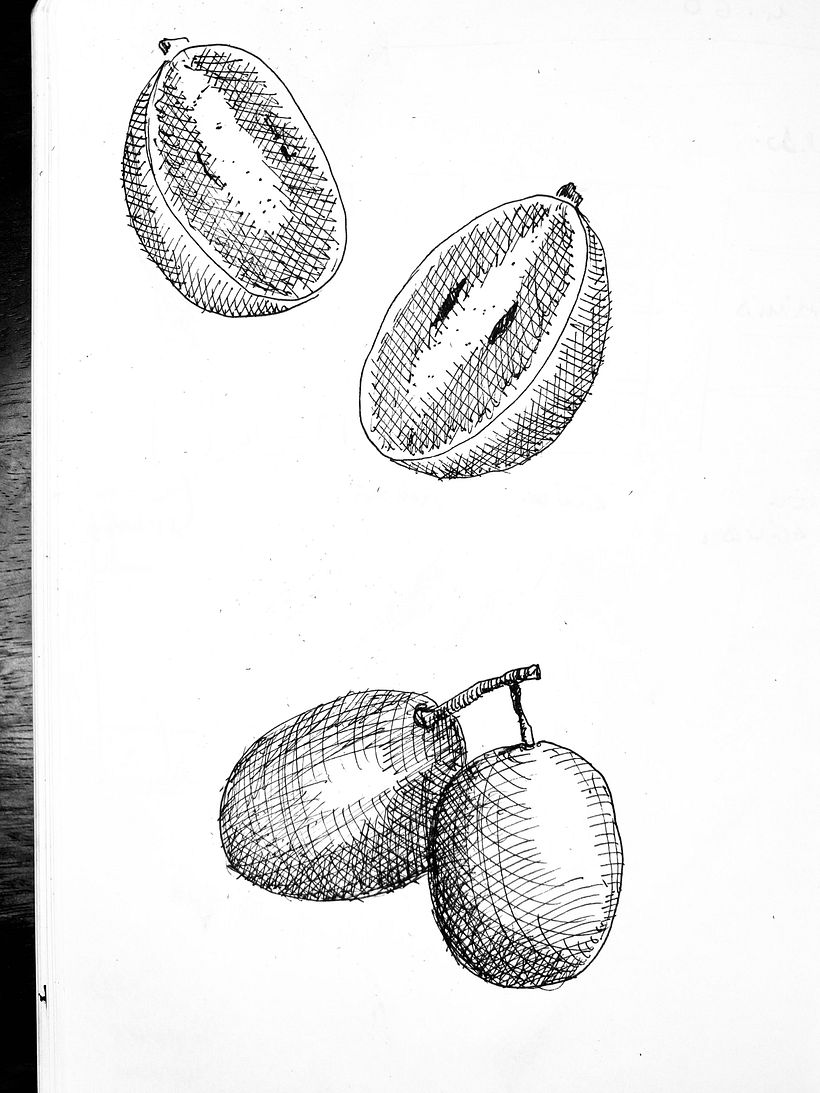 Meu projeto do curso: Ilustração botânica: do caderno à arte-final 5