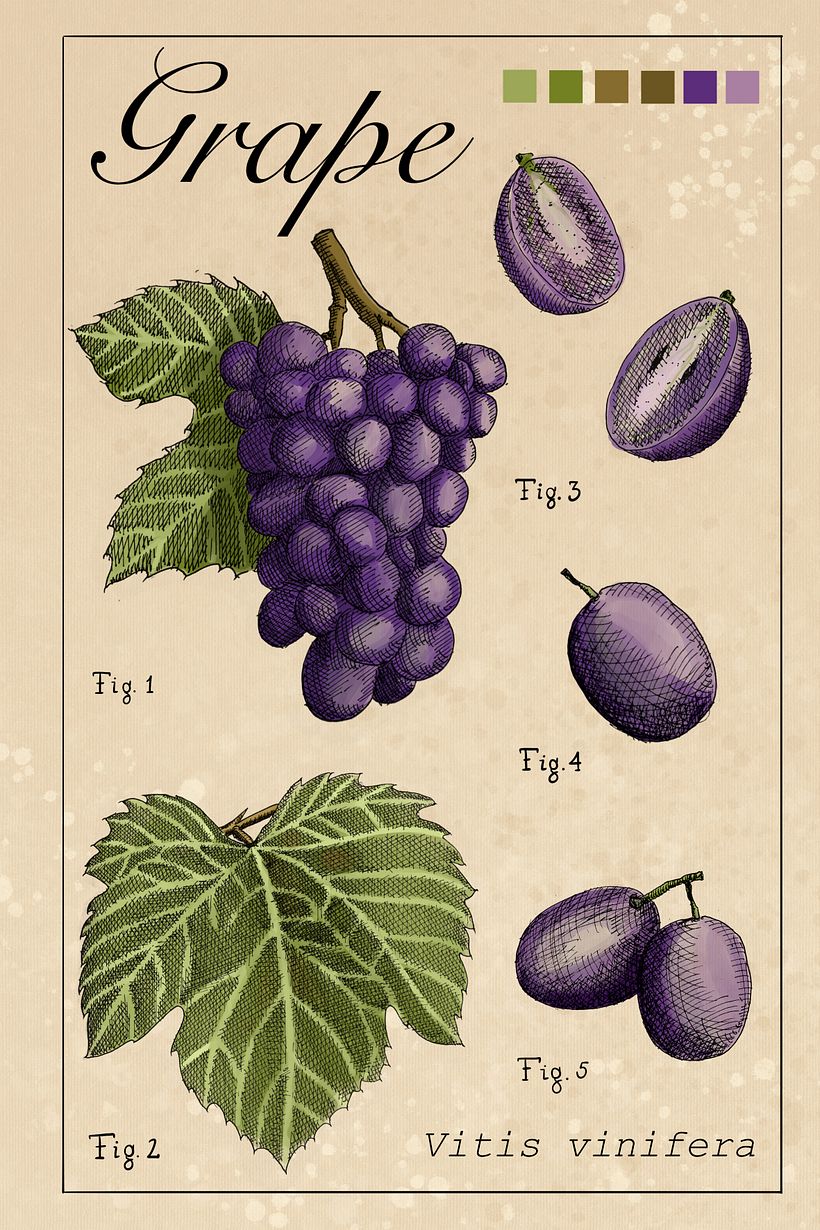 Meu projeto do curso: Ilustração botânica: do caderno à arte-final 4