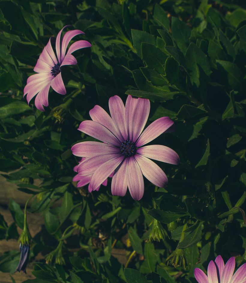 Esta es una de mis flores favoritas, una de tantas, es una fotos sacada por mi, otra de mis pasiones.