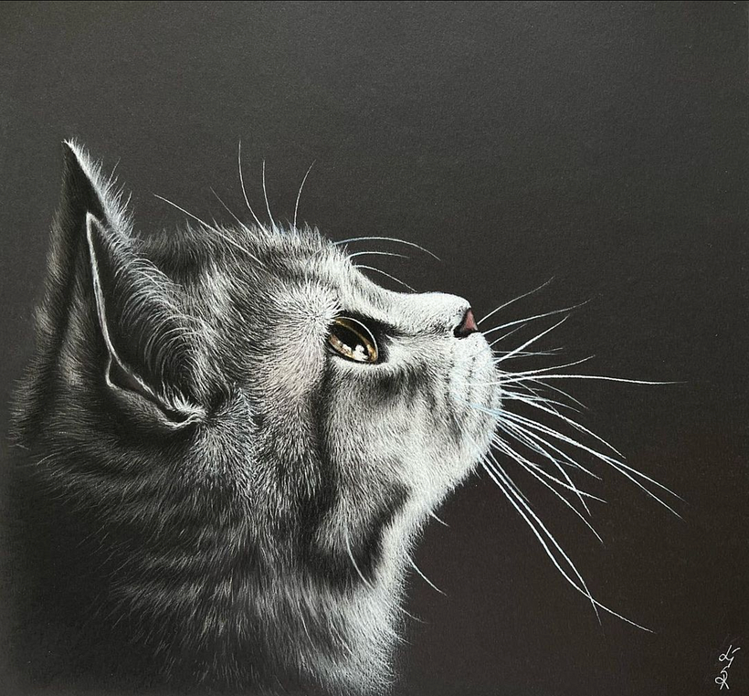 El gato. 2