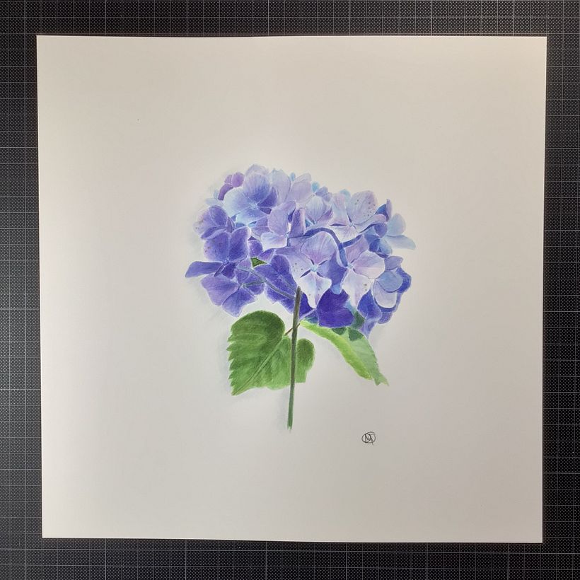 Mon projet du cours : Illustration botanique à l'aquarelle : la technique des hachures 2