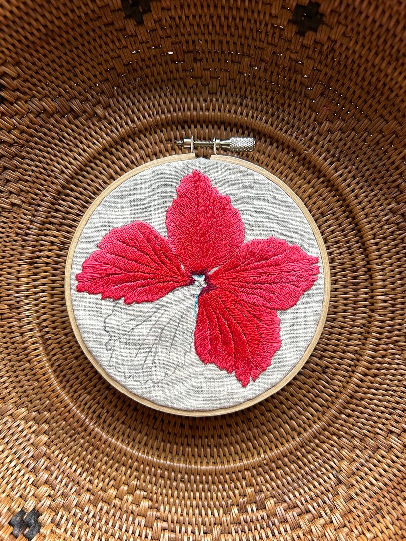 Hibiscus in Ishigaki Island 8