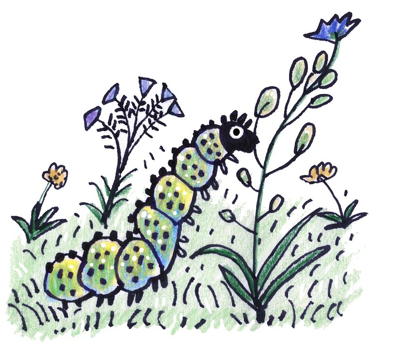 El caracol enamorado 6