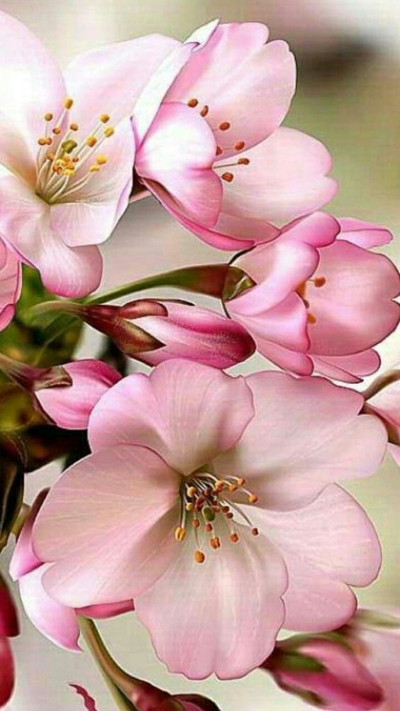 deze elementen ga ik in en rond het portret verwerken