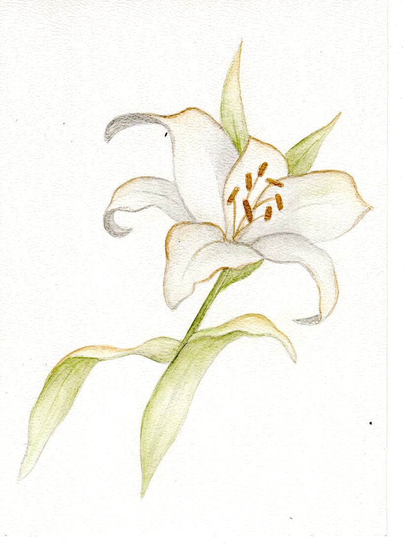 Mi proyecto del curso: Dibujo y composición naturalista en acuarela 3