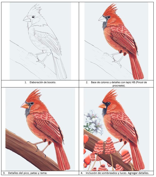 Pasos de elaboración de la ilustración en Procreate.