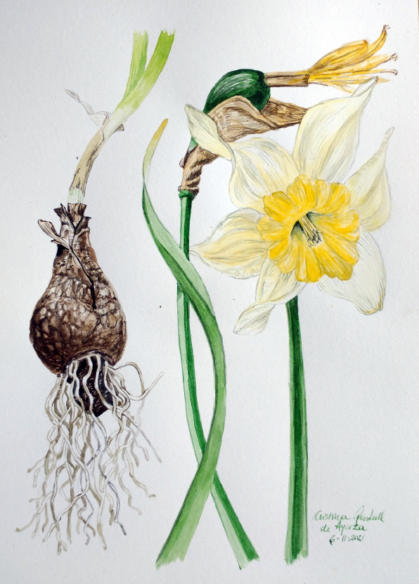 Narciso en Tierra del Fuego