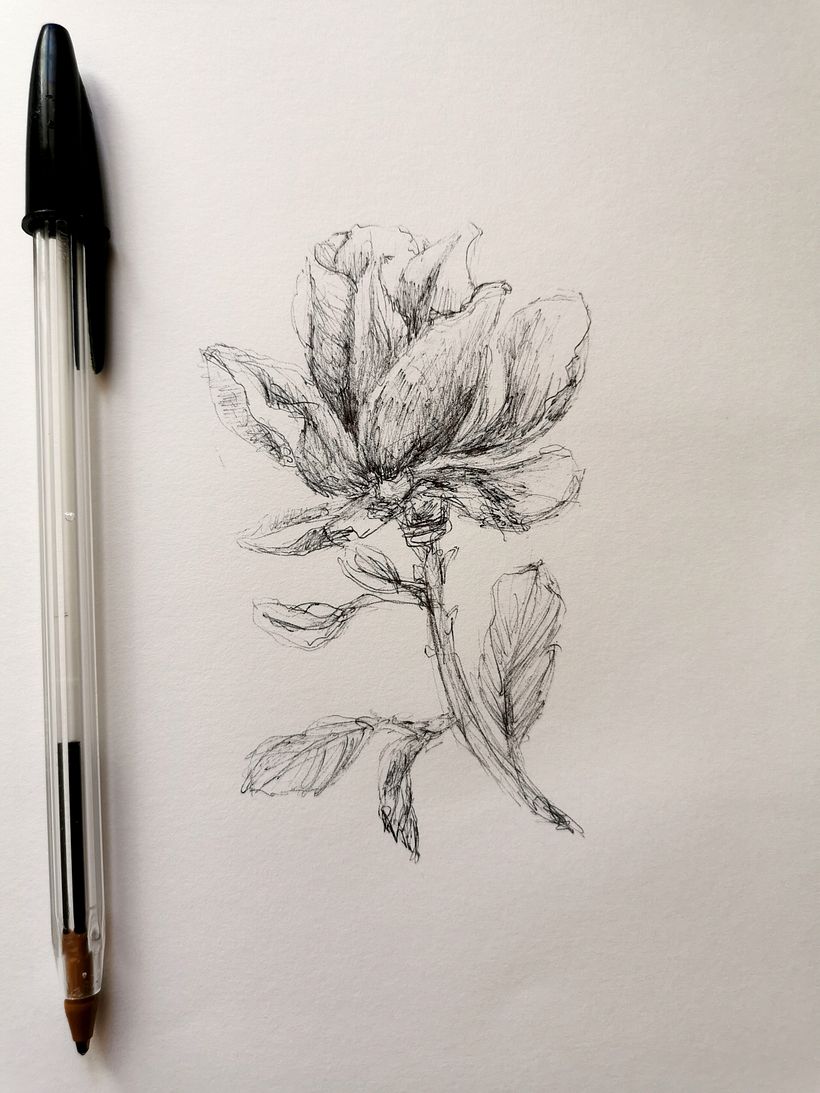 Disegna da un disegno. Magnolia.