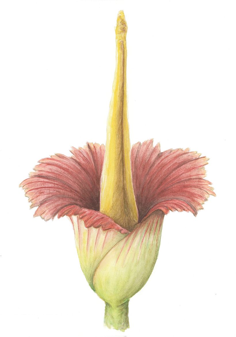 Arum titan 6