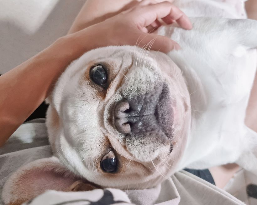 Pet 2