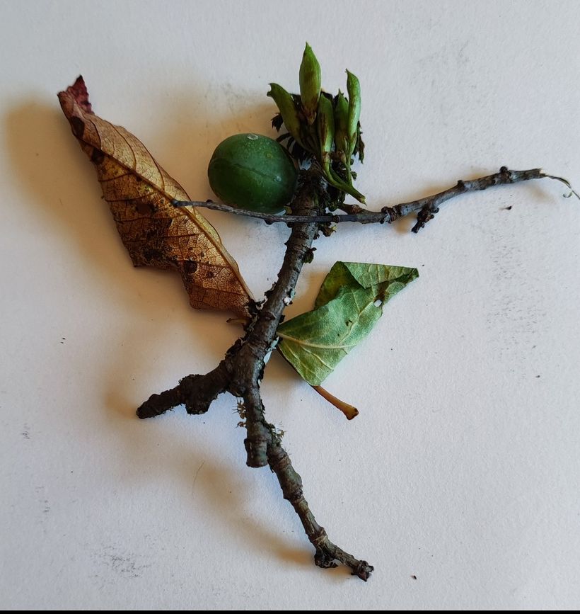 Mon projet du cours : Dessin de créatures fantastiques inspirées de la nature 7