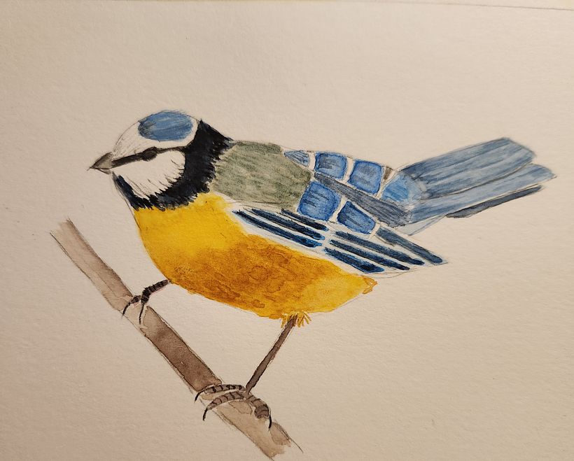 Blue Titmouse