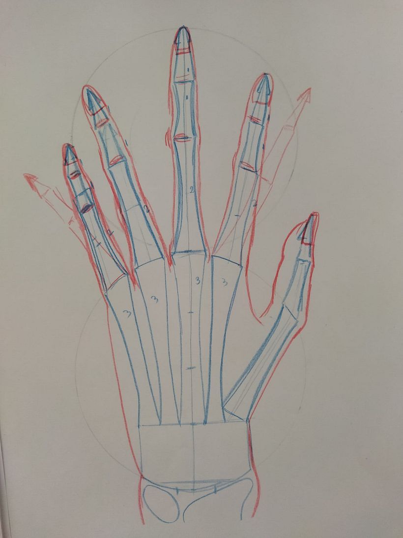 Mi proyecto del curso: Dibujo anatómico para principiantes 4