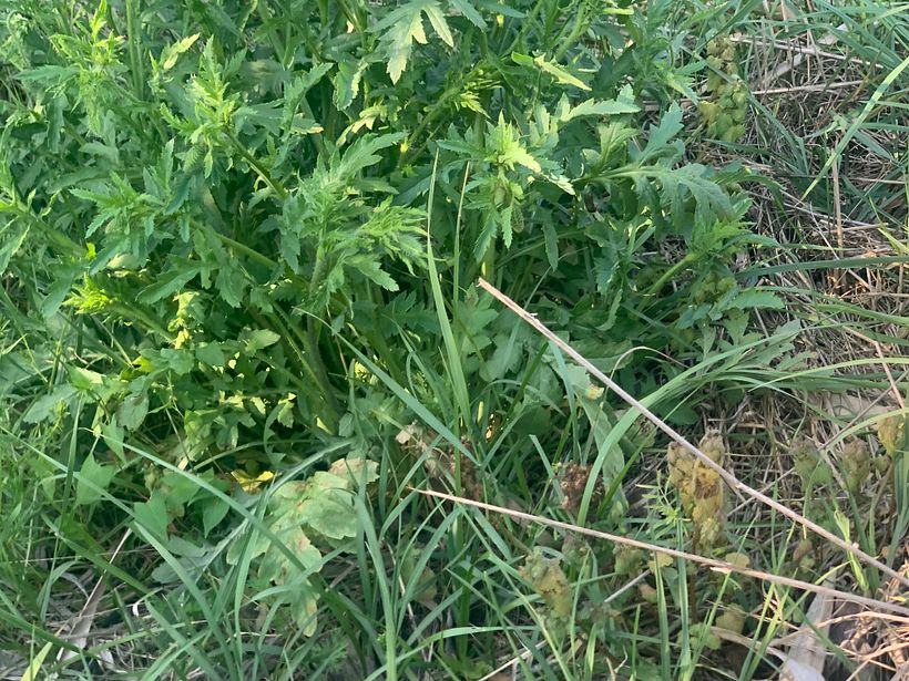 My project for course: Paper pulp objects 4