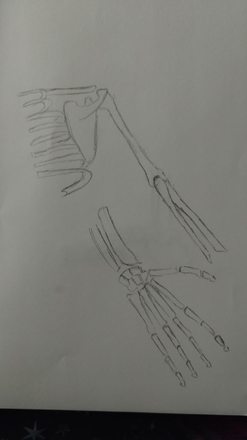 My project for course: Anatomical Drawing of Limbs, Hands and Feet 1
