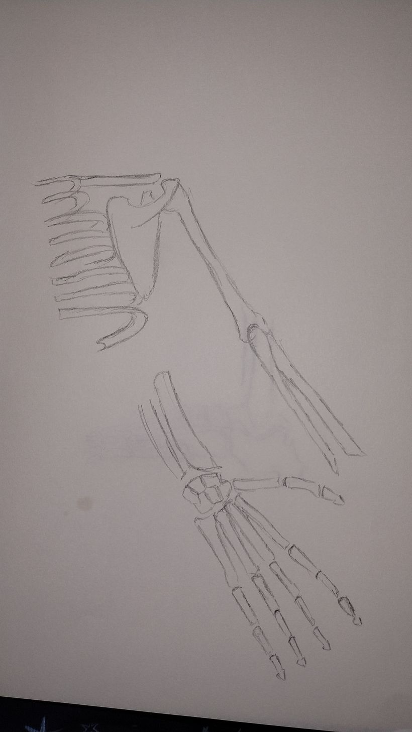 My project for course: Anatomical Drawing of Limbs, Hands and Feet 2
